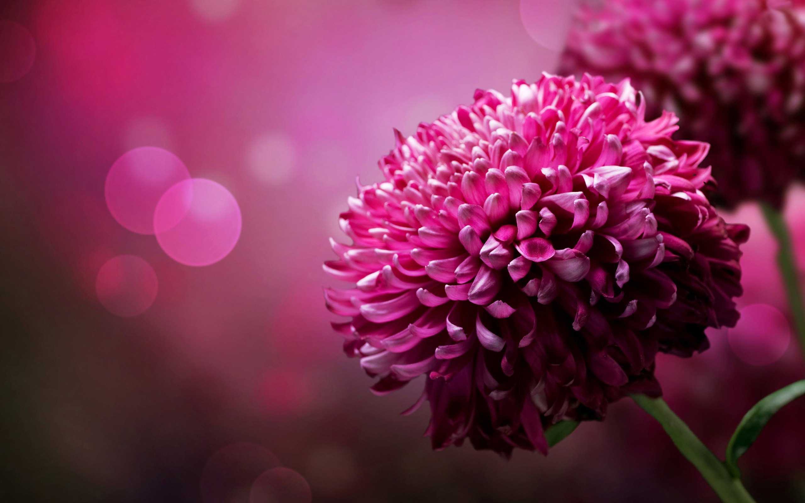 Flowers For Desktop Background - HD Wallpaper 