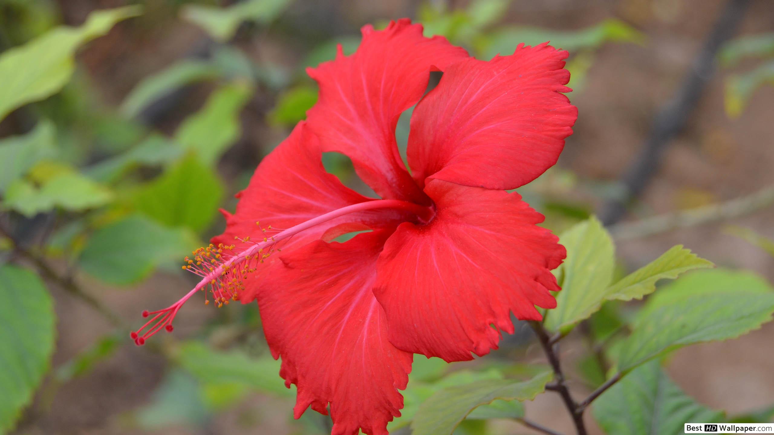 Red Hibiscus Hd Wallpapers Iphone - HD Wallpaper 