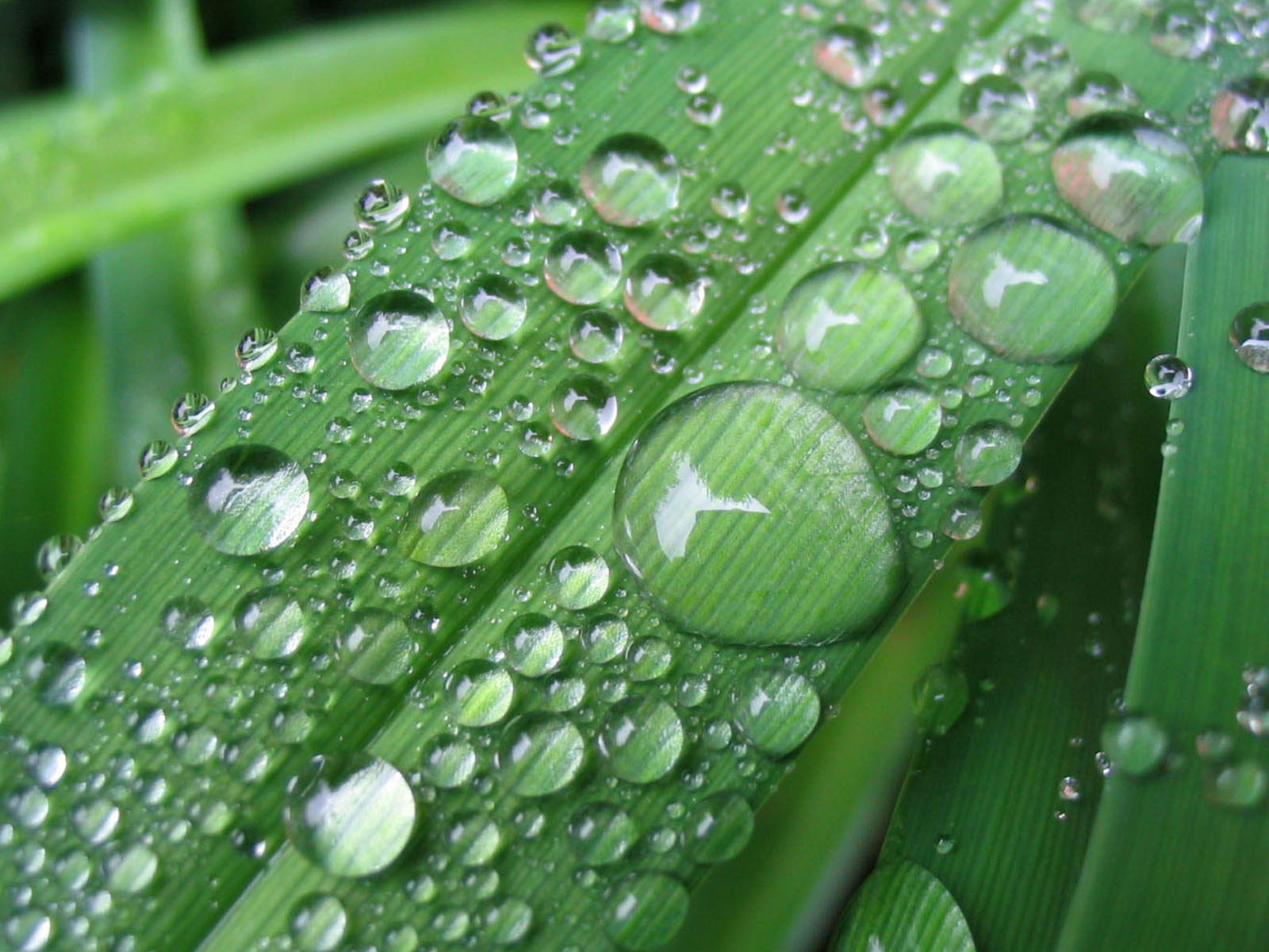 Dew Drops In Hindi - HD Wallpaper 