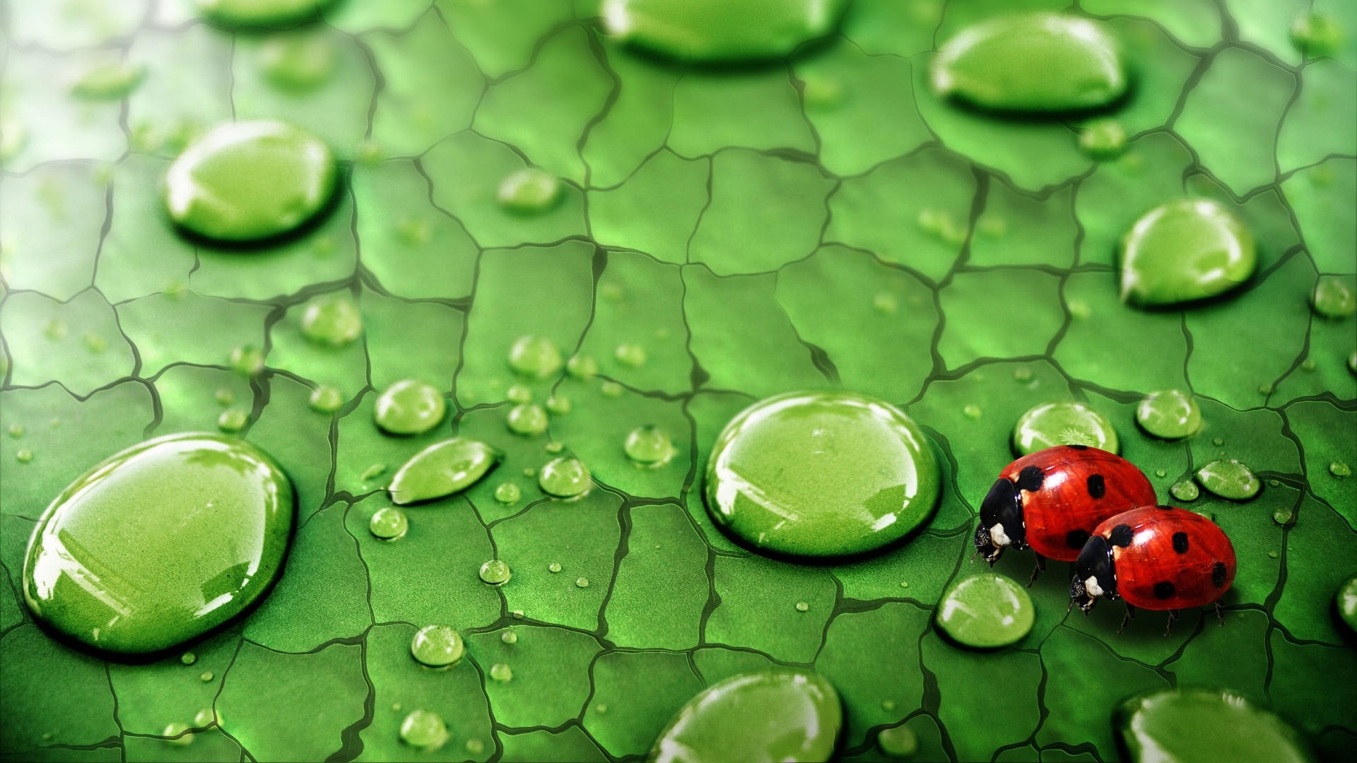 Ladybird Wallpaper Hd - HD Wallpaper 