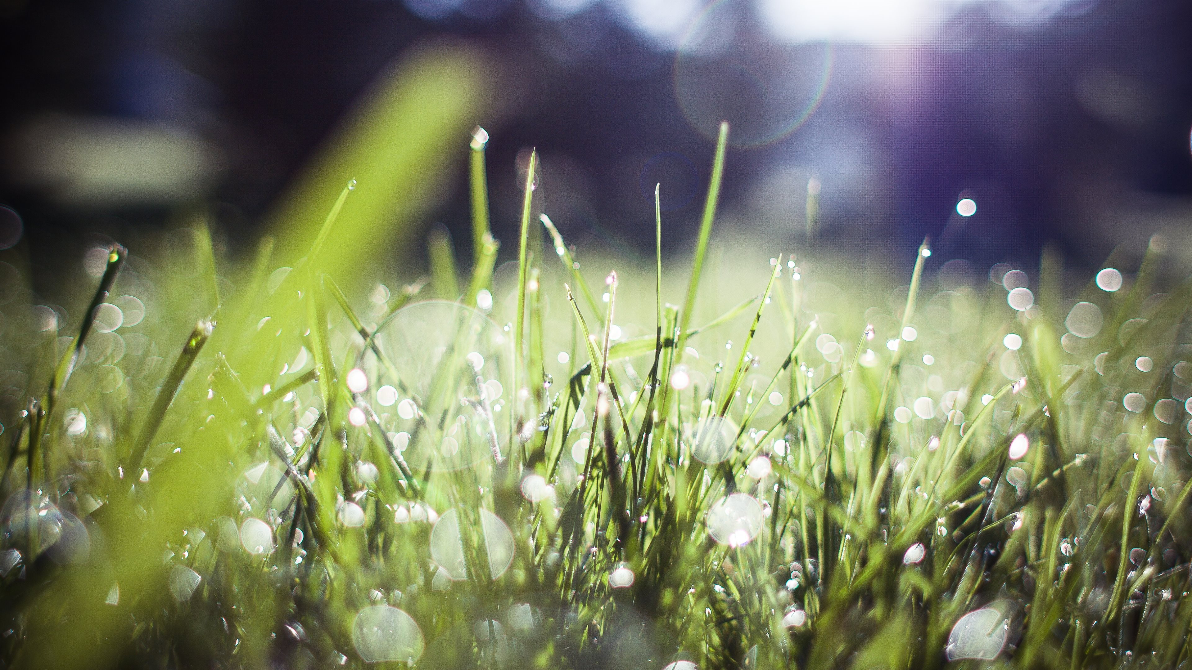 Morning Dew 4k - HD Wallpaper 