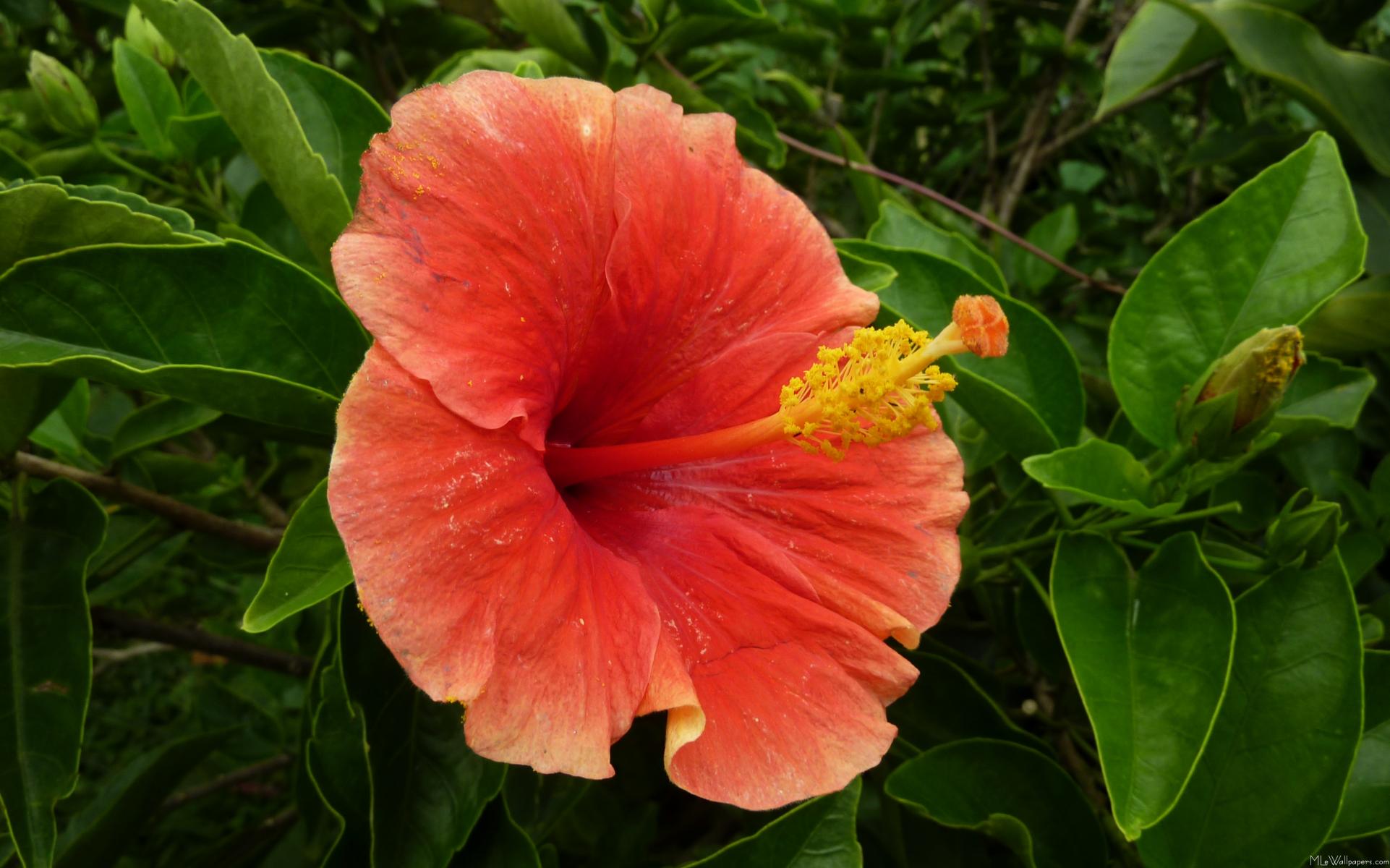 Orange Hibiscus - Hibiscus Orange Spice - HD Wallpaper 