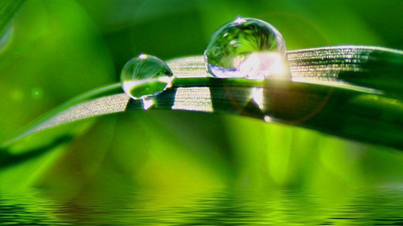 Free Download Dew Drop - HD Wallpaper 