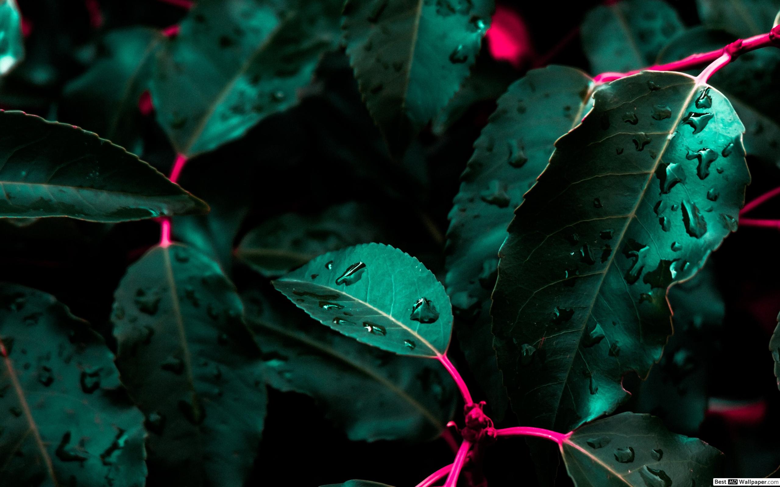 Hd Wallpaper Plants - HD Wallpaper 