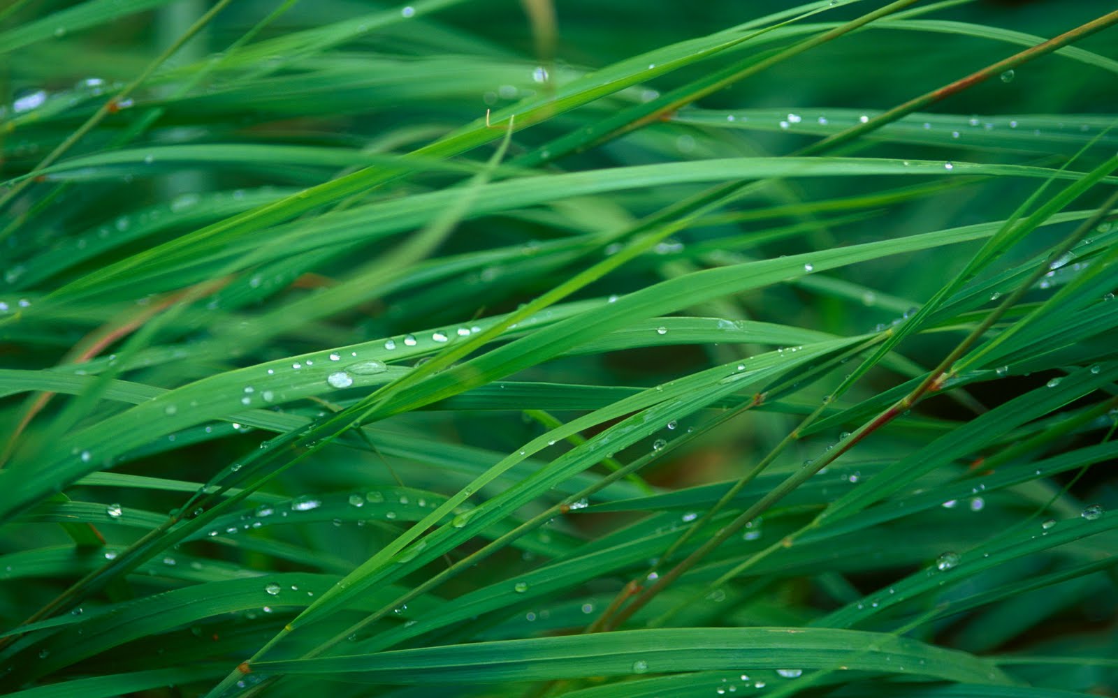 Mac Os X Grass - HD Wallpaper 