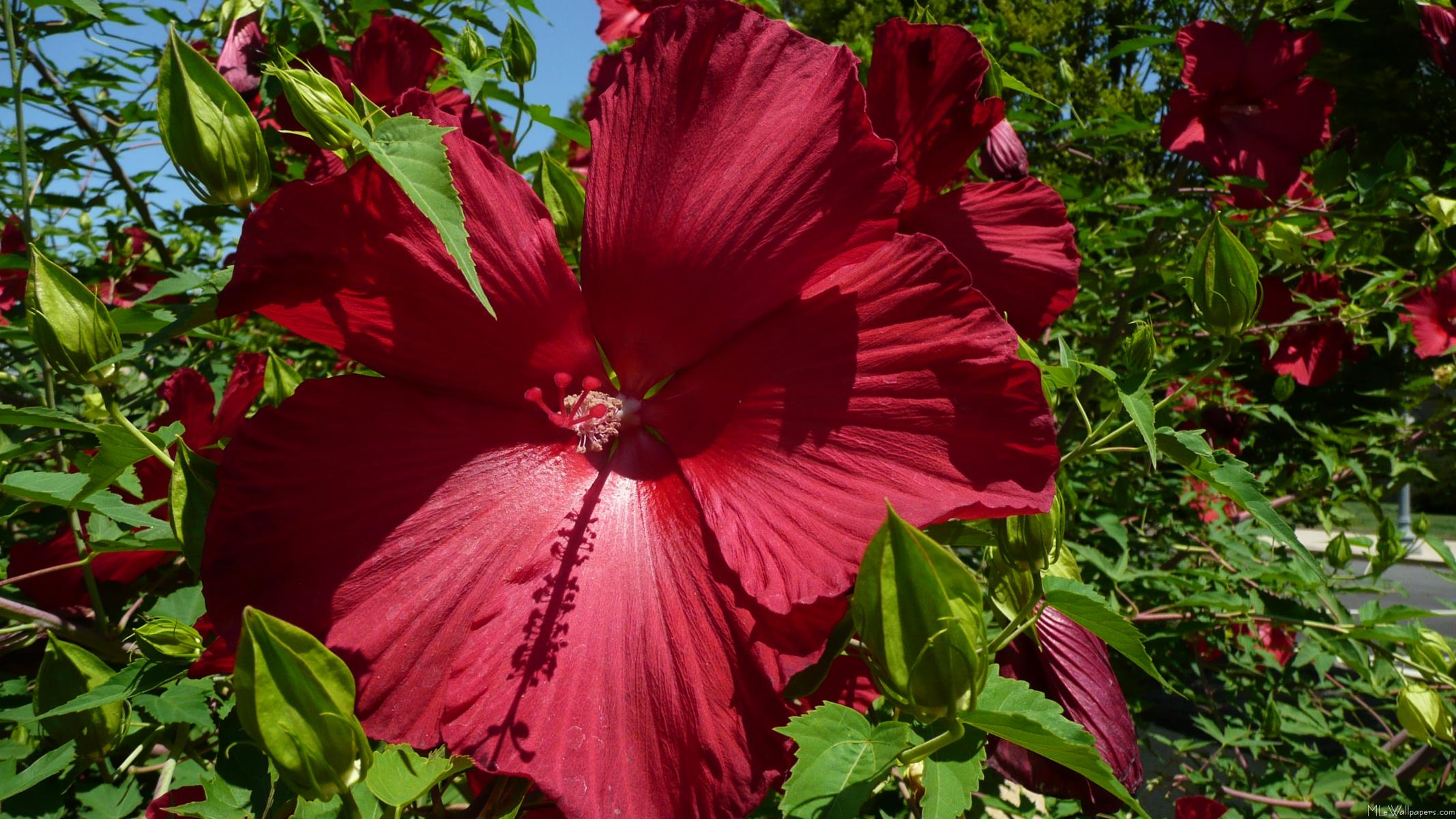 Hibiscus Flower And Blue Sky - Rosemallows - HD Wallpaper 