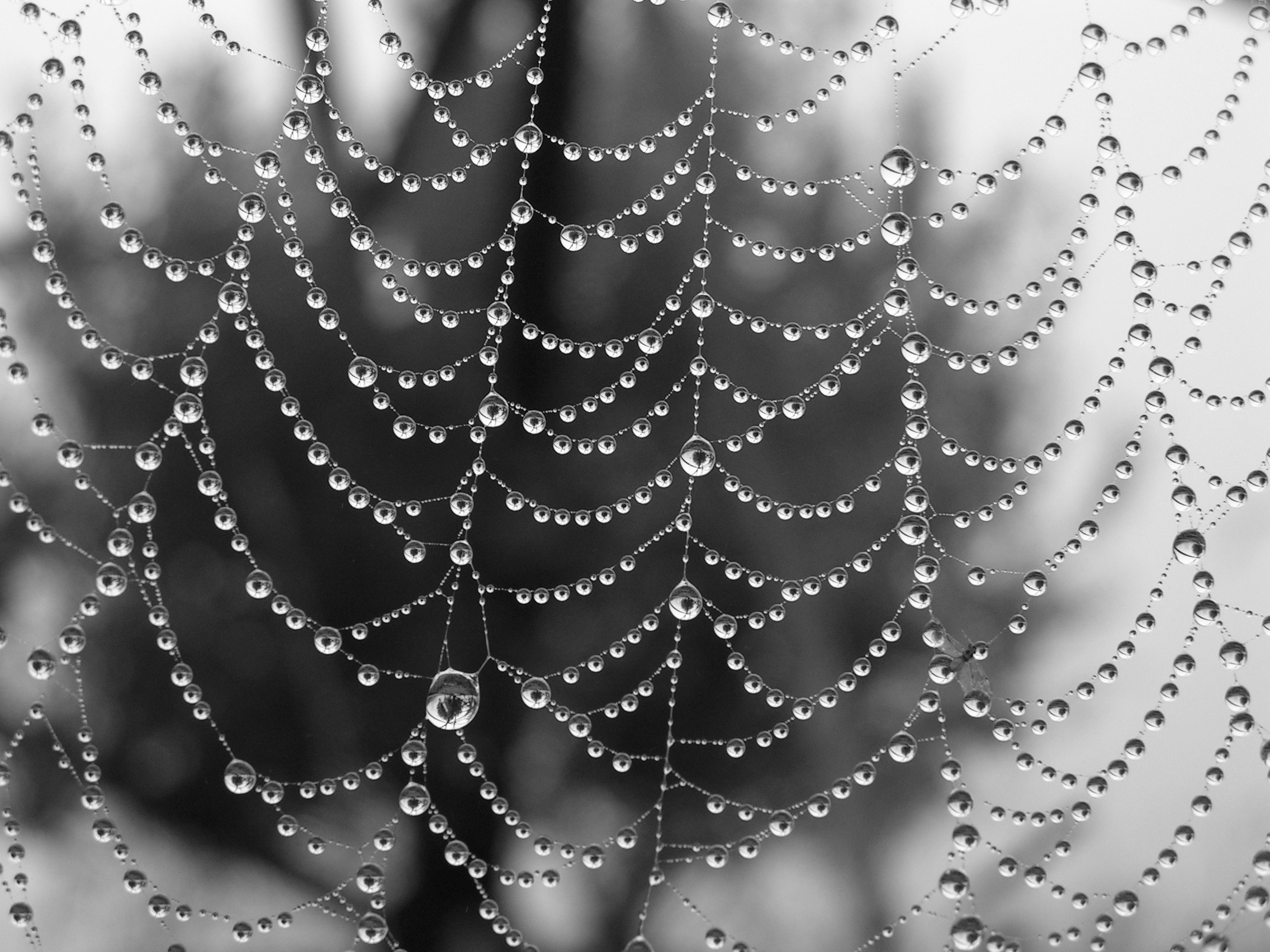 Wallpaper - Condensation Dew - HD Wallpaper 