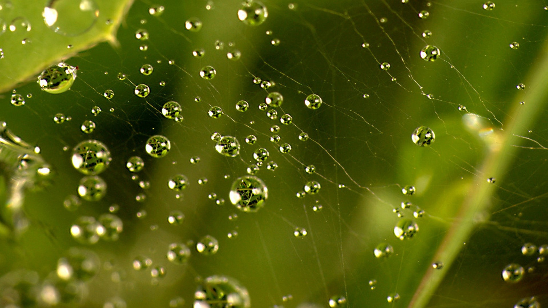 Morning Dew Hd - HD Wallpaper 