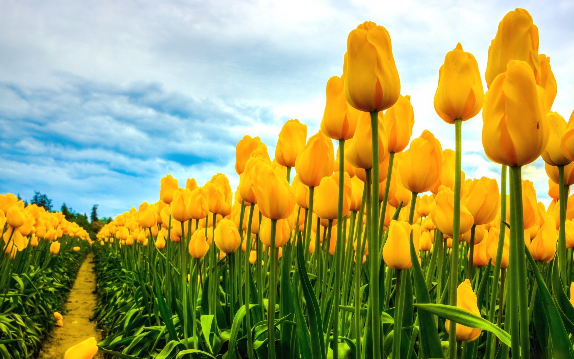 High Resolution Yellow Tulips - HD Wallpaper 