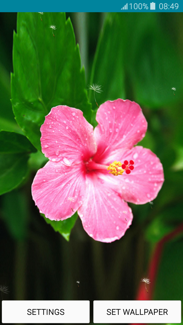 Rosemallows - HD Wallpaper 