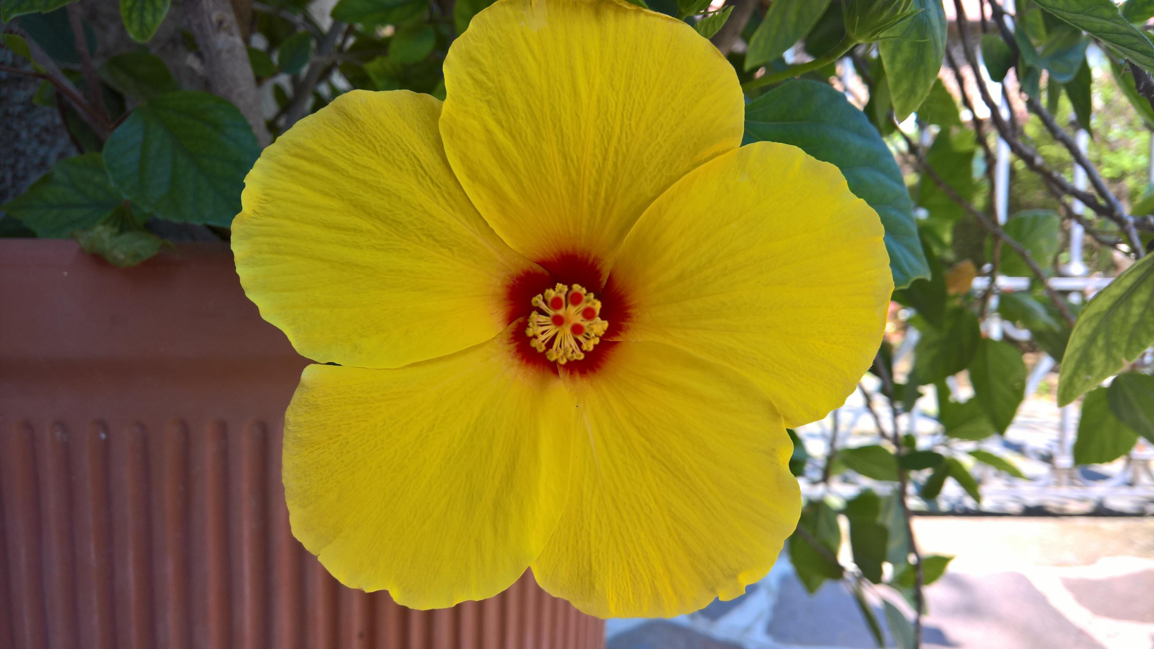 Hawaiian Hibiscus - 3840x2160 Wallpaper - teahub.io