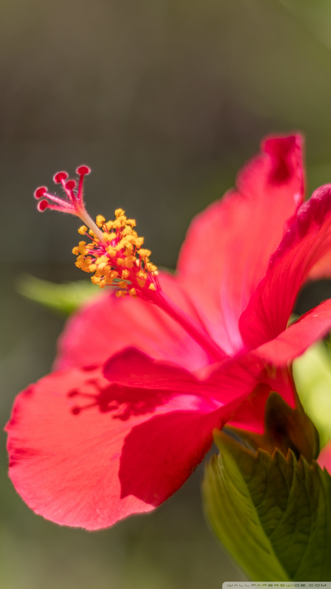 Mobile Phone - HD Wallpaper 