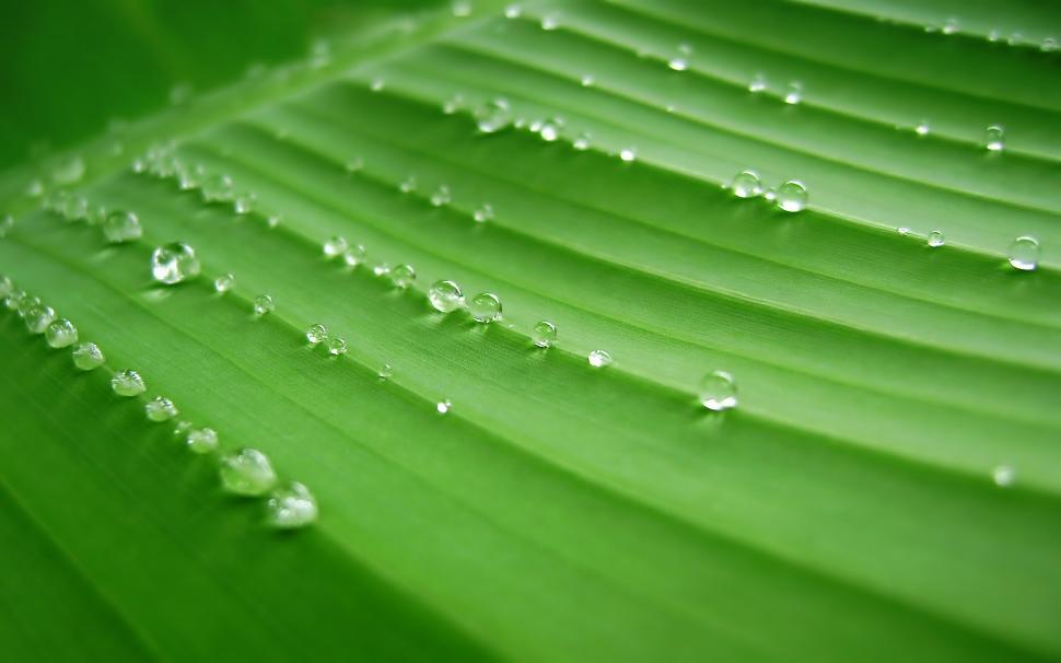 Banana Leaf, Green, Dew, Water Drops Wallpaper,banana - Banana Leaf Background Hd - HD Wallpaper 
