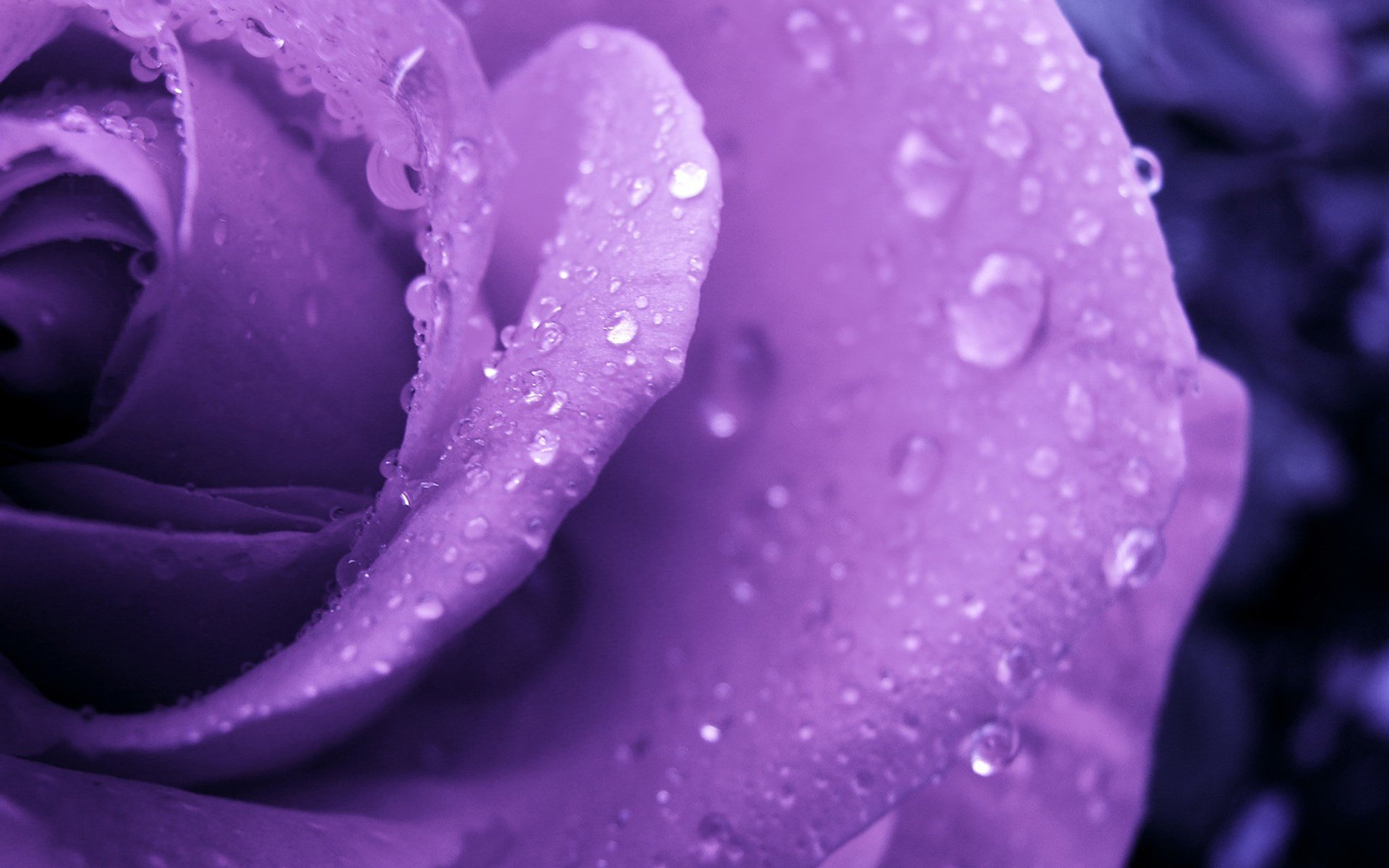 Rose With Drops Of Dew, Wallpaper Download To Your - Purple Rose With Raindrops - HD Wallpaper 
