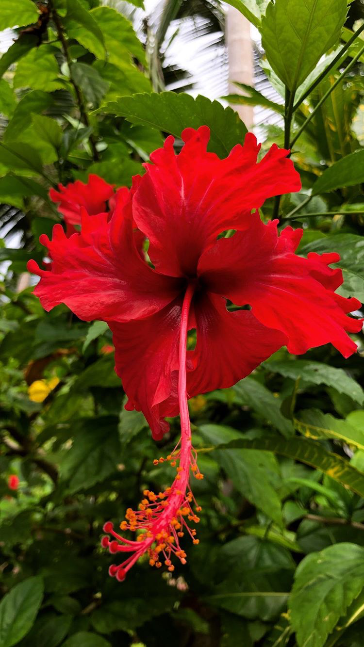 Hawaiian Hibiscus - HD Wallpaper 
