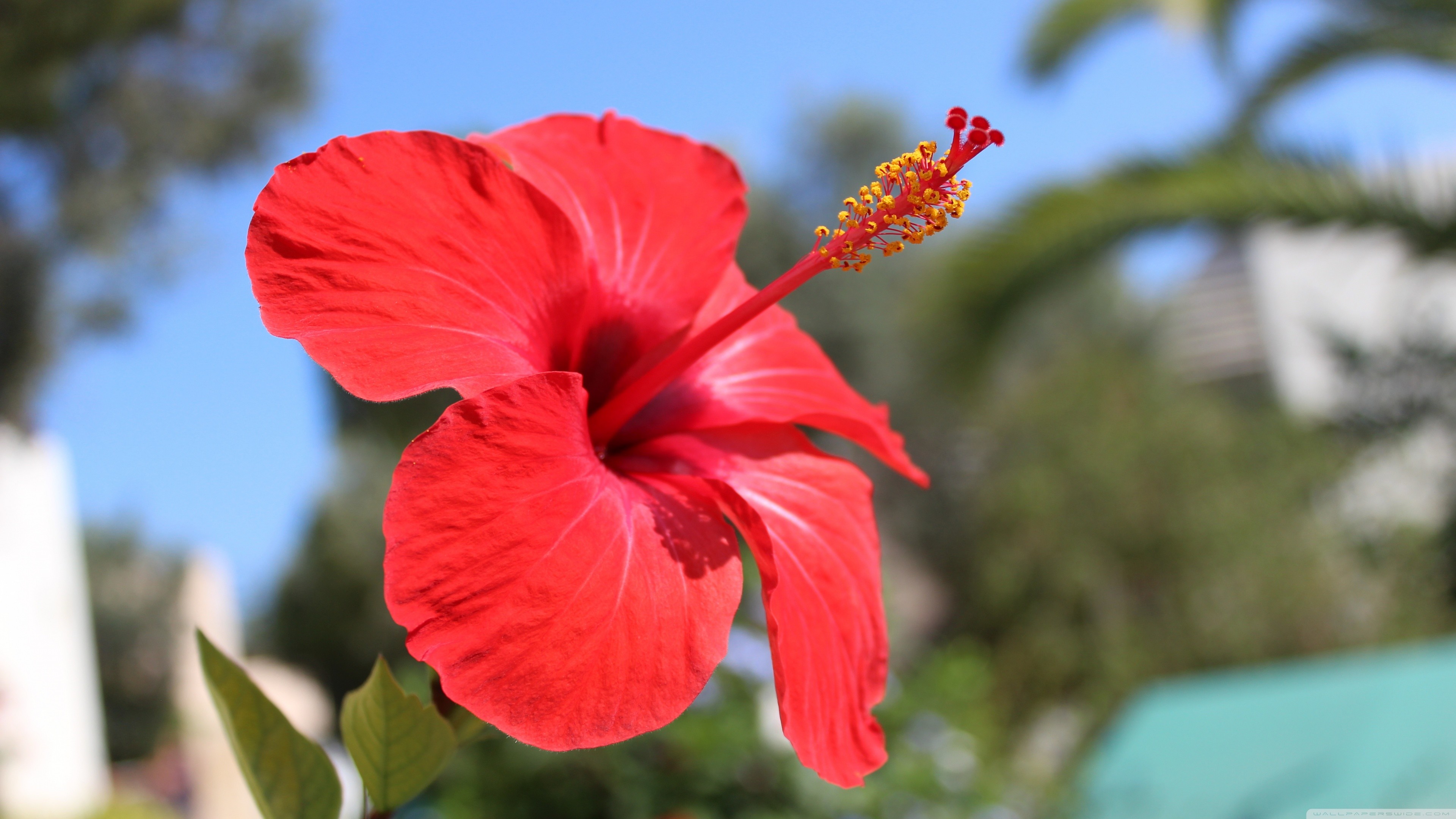 3840x2160, Uhd - Red Hibiscus Flower Hd - HD Wallpaper 