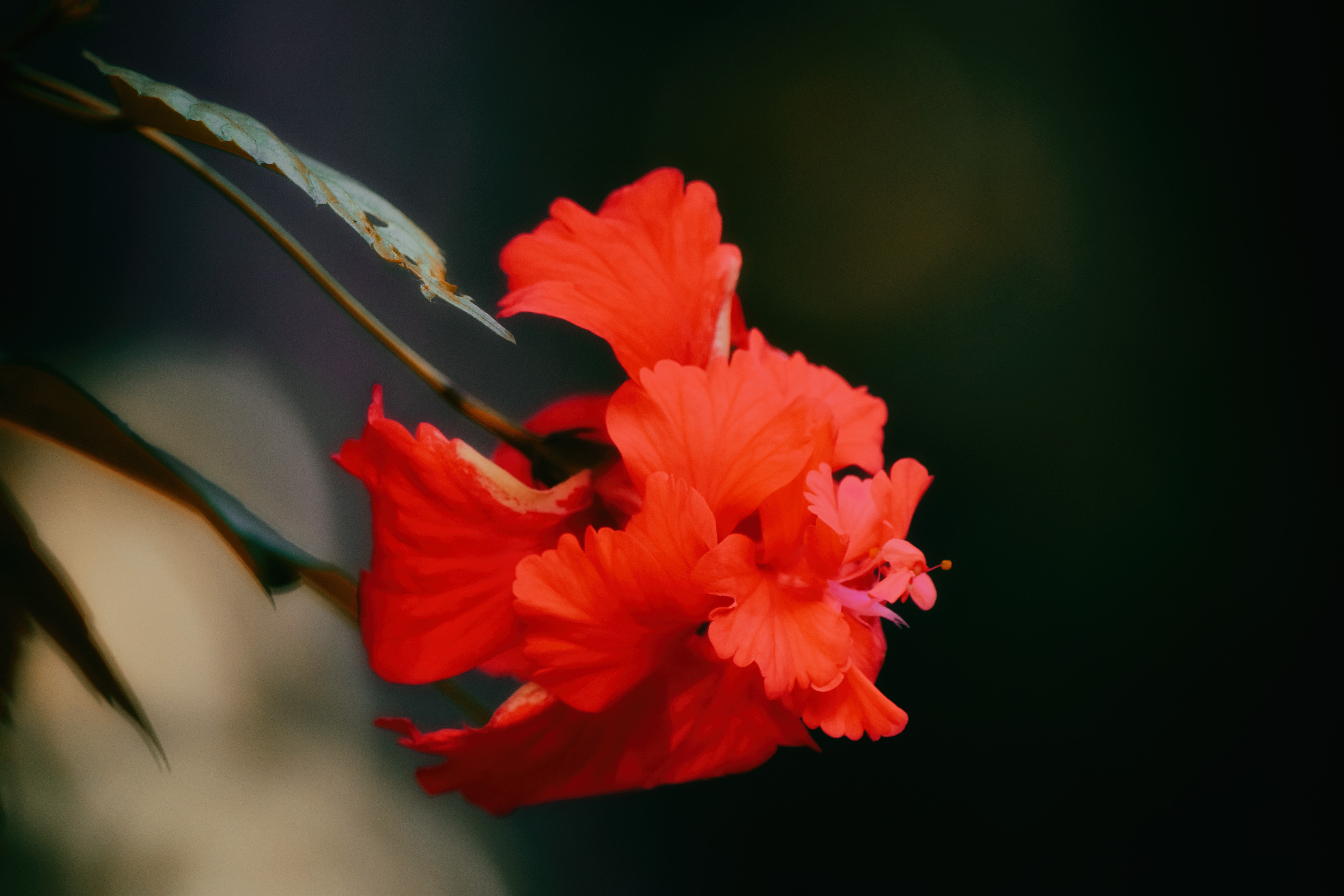 Bunga Sepatu - HD Wallpaper 