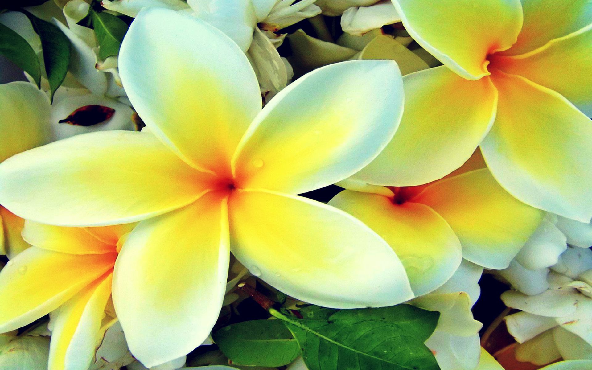 Hawaiian Flowers - HD Wallpaper 