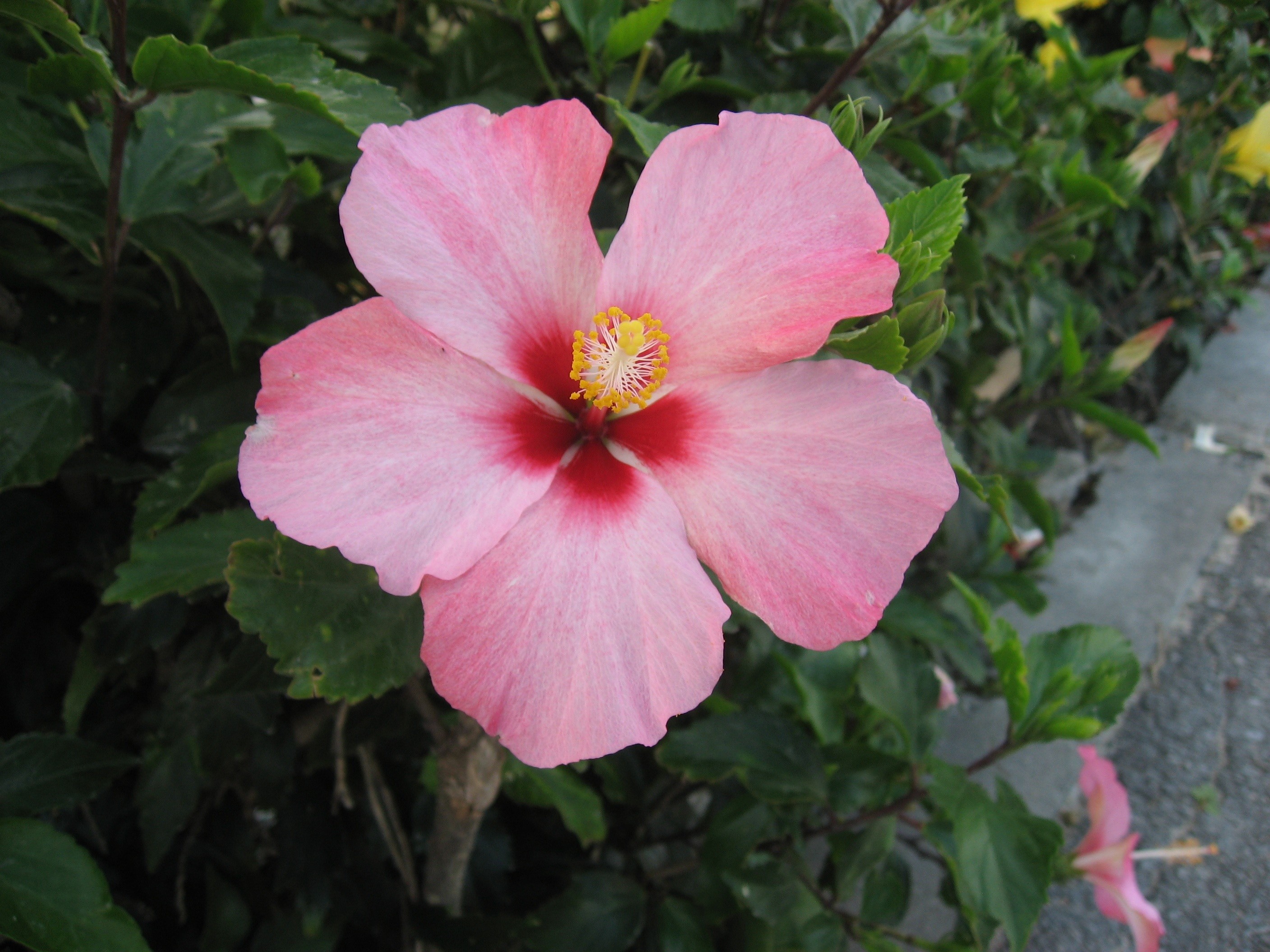 Ishigaki Island, Hibiscus, Flower, Pink Color 
 Data - Colours Of Hibiscus Flowers - HD Wallpaper 