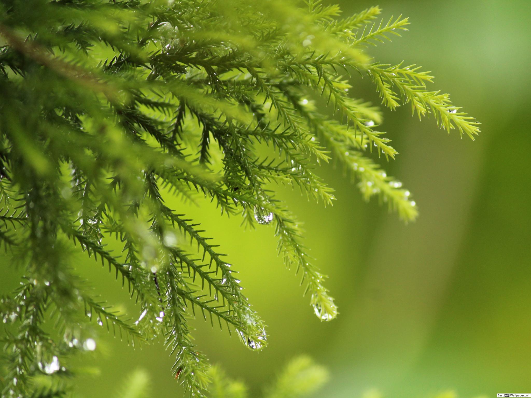 Ipad 4 - HD Wallpaper 