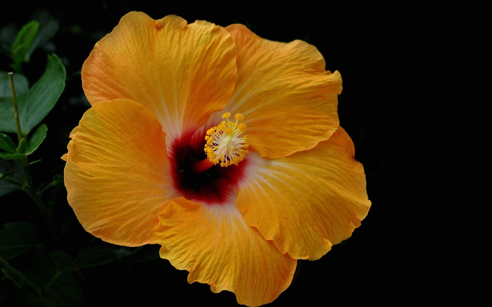 Yellow Hibiscus Flower On A Black Background - Hd Hibiscus Flowers With Black Background - HD Wallpaper 