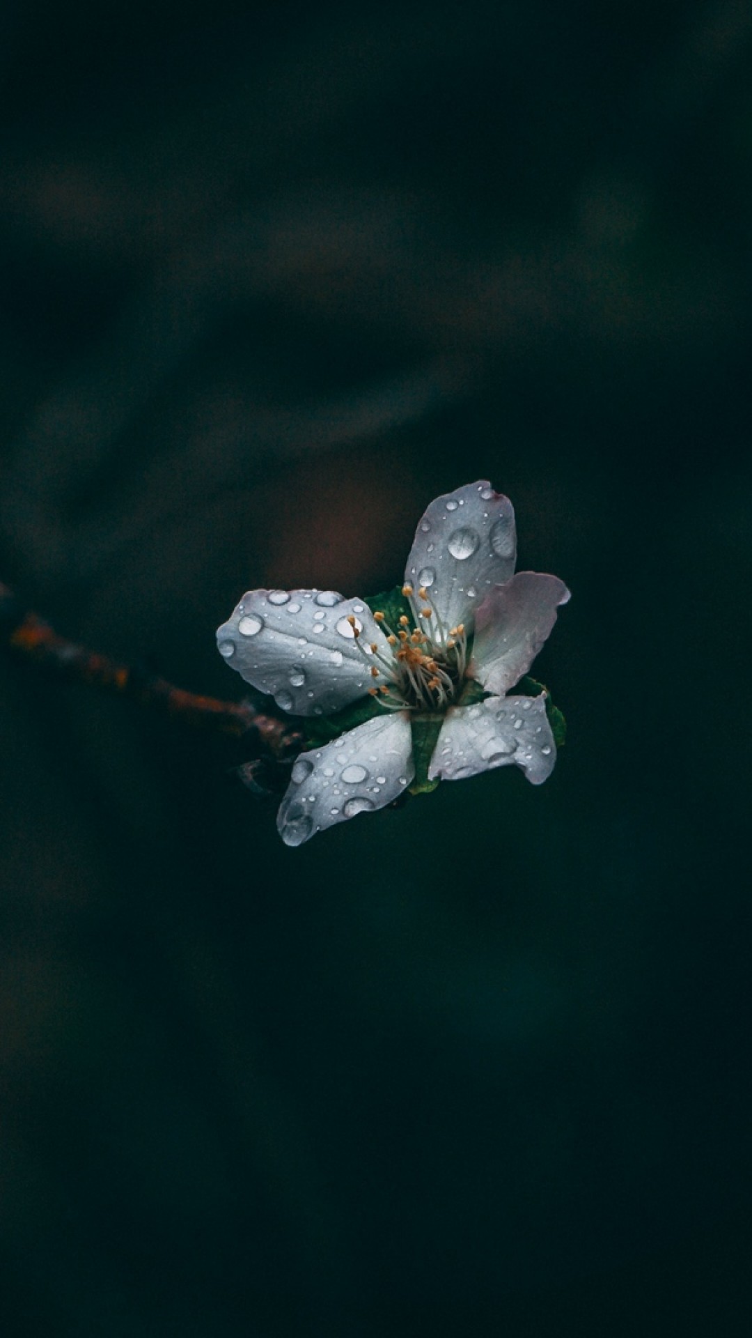 Wallpaper Flower, Drops, Dew, Dark, Macro - Macro Photography - HD Wallpaper 