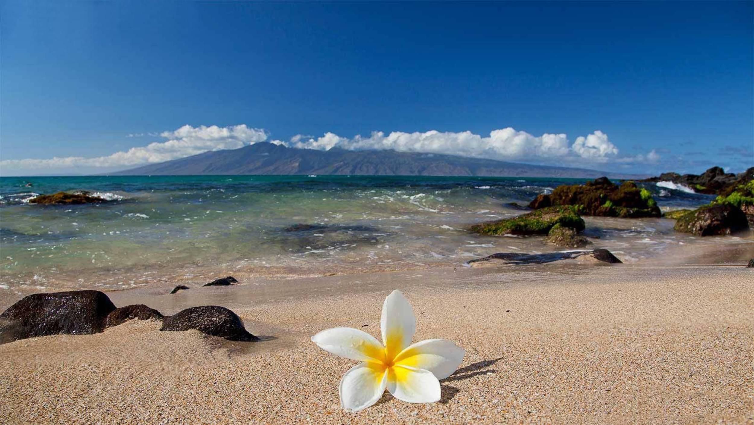 Hawaiian Flower On Beach - HD Wallpaper 