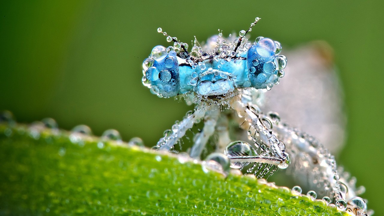 Dragonfly Closeup Covered In Dew Wallpaper - Macro Insect Photo Water Droplets - HD Wallpaper 