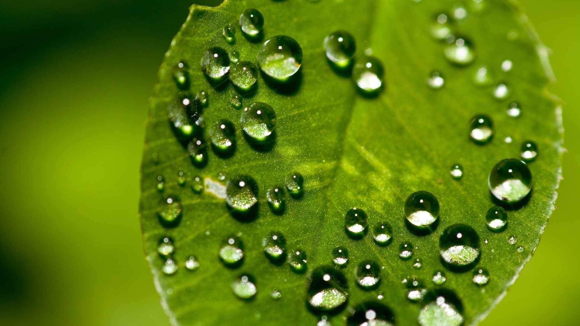 Dew Drops On Leaf - HD Wallpaper 