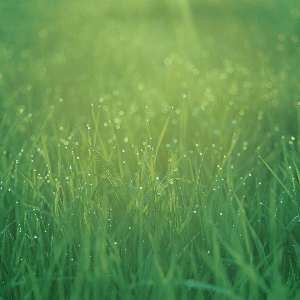 Nature Grass Dew Wallpapers - Dew Drops On Grass - HD Wallpaper 