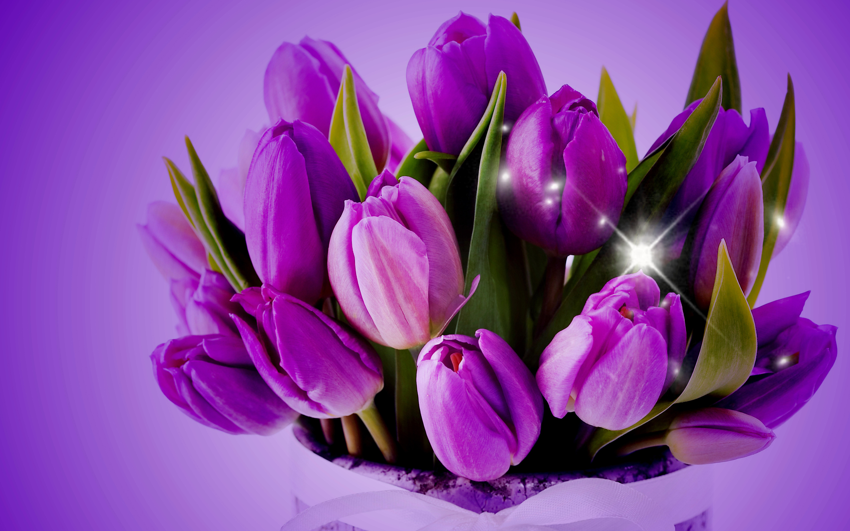 Tulip Hd Wallpaper Download - HD Wallpaper 