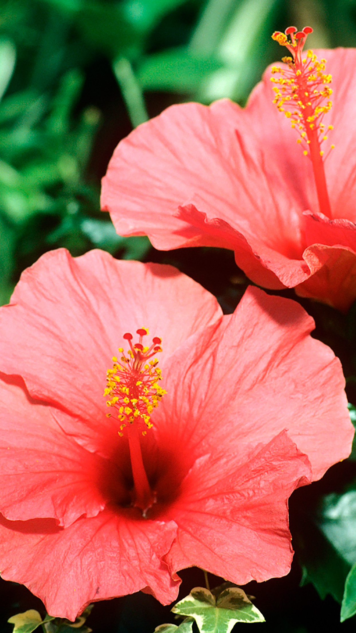 Share This - Hibiscus Flower Iphone - HD Wallpaper 