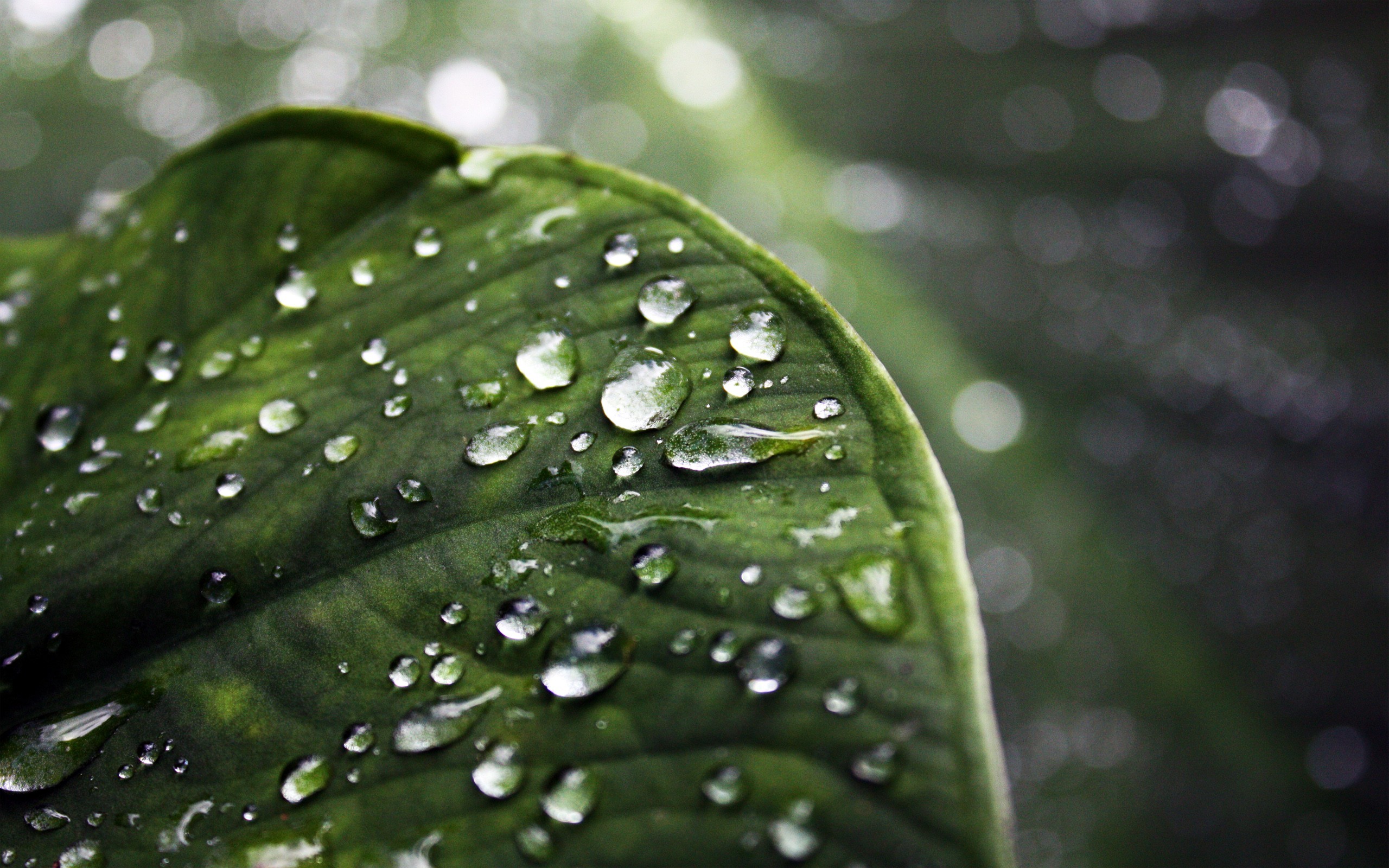Dew Drop On Flower - HD Wallpaper 