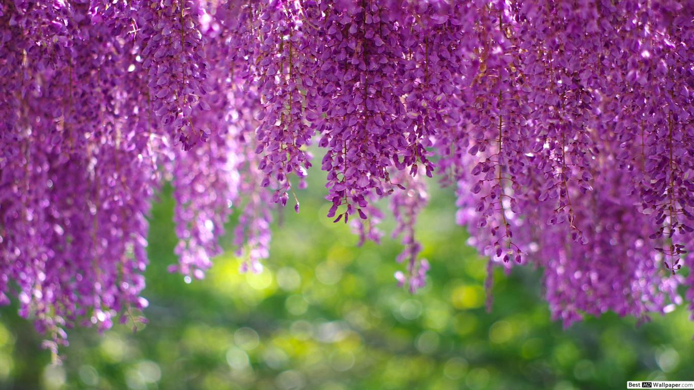 Wisteria Wallpaper Hd - HD Wallpaper 