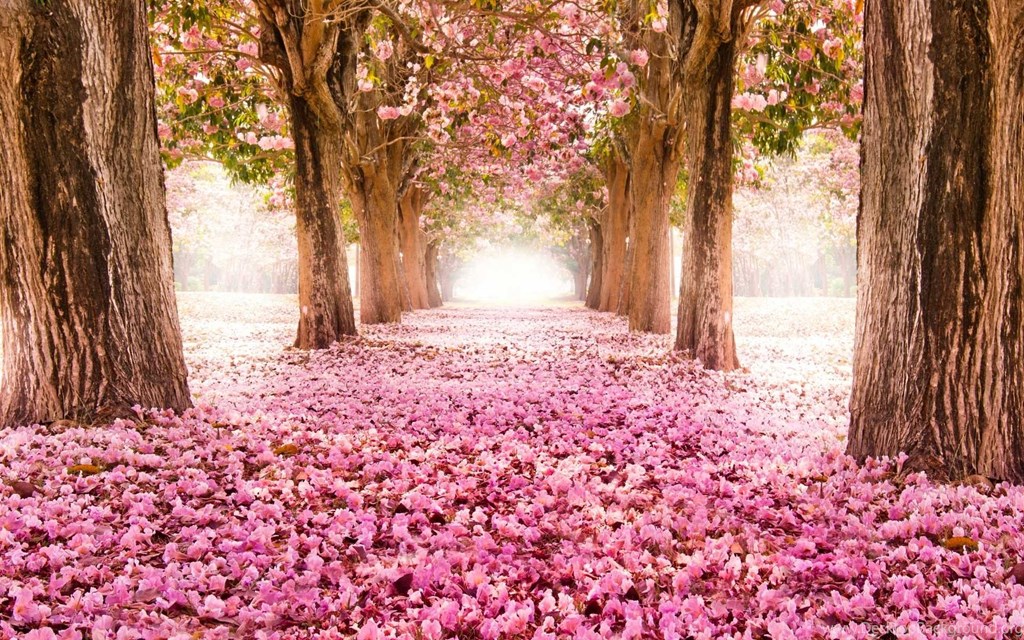 Spring Flowers Wallpaper Desktop Background - Hello October - HD Wallpaper 