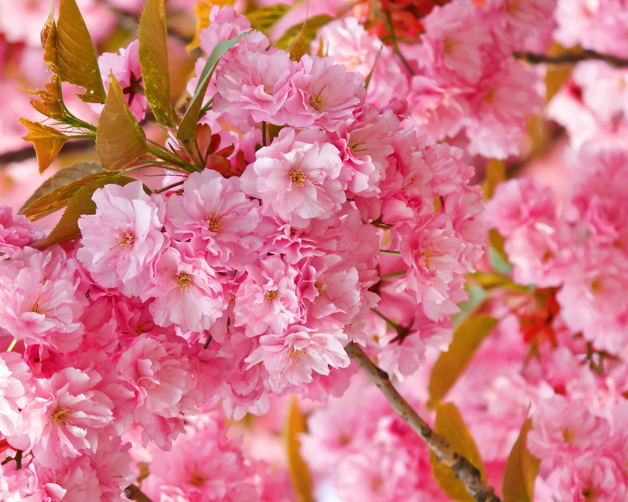 Sakura, Pink, Spring, Flowers Photo - Pink Japanese - HD Wallpaper 