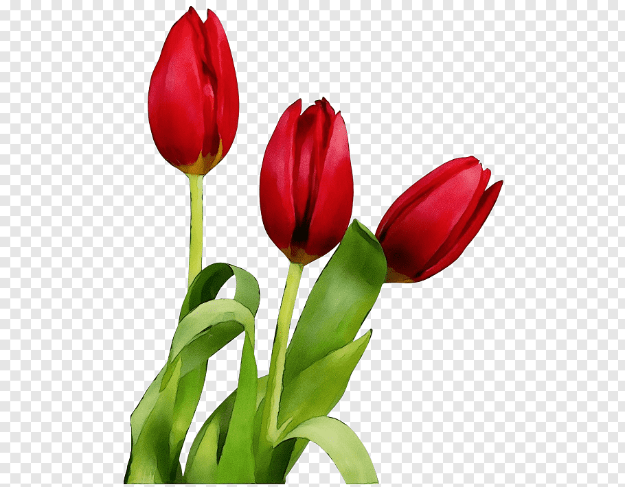 Red Watercolor Flowers, Paint, Wet Ink, Tulip, Desktop - Tulip Png - HD Wallpaper 