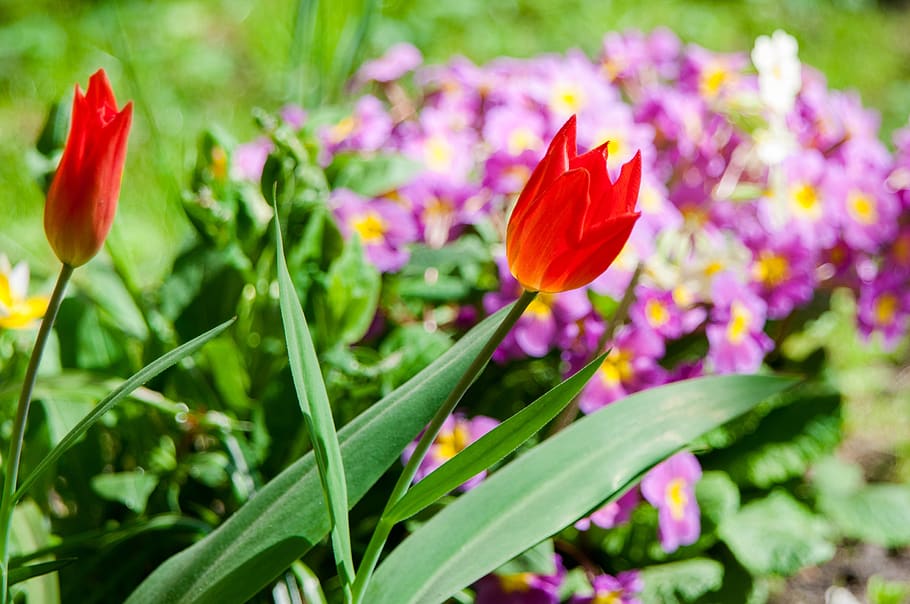 Flowers, Tulip, Red Flowers, Bloom, Red Tulips, Spring, - Sprenger's Tulip - HD Wallpaper 