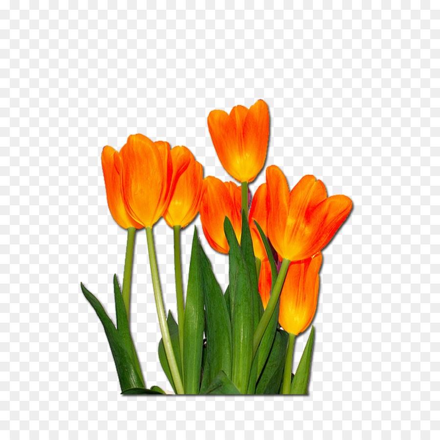 Tulips Flowers - HD Wallpaper 