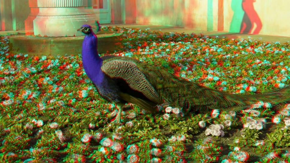 3d Peacock Flower Hd Wallpaper Wallpaper,3d Wallpaper,flower - 3d Anaglyph - HD Wallpaper 