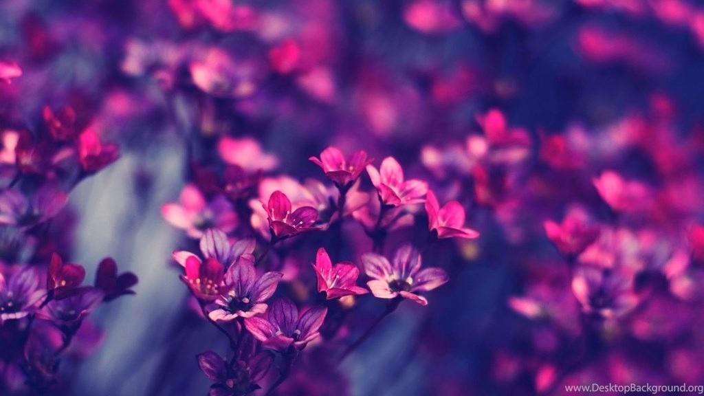 Spring Flowers Desktop Wallpaper Widescreen Desktop - Vintage Flowers - 1024x576 Wallpaper Spring Flowers Desktop Wallpaper Widescreen Desktop - Vintage Flowers - 1024x576 Wallpaper