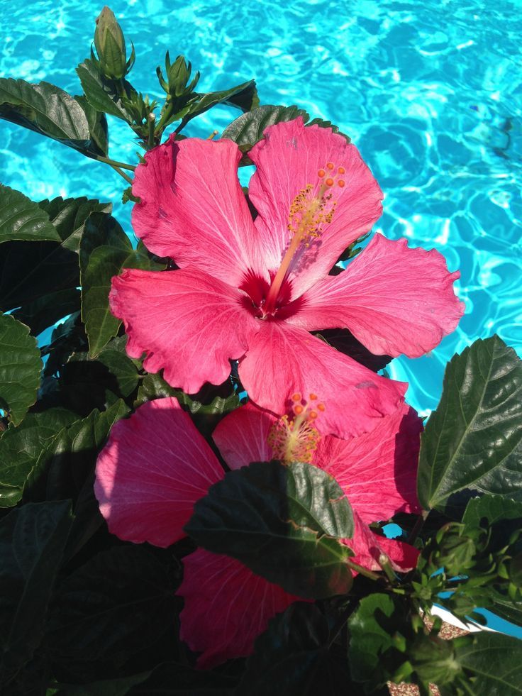 Hibiscus Flower - HD Wallpaper 