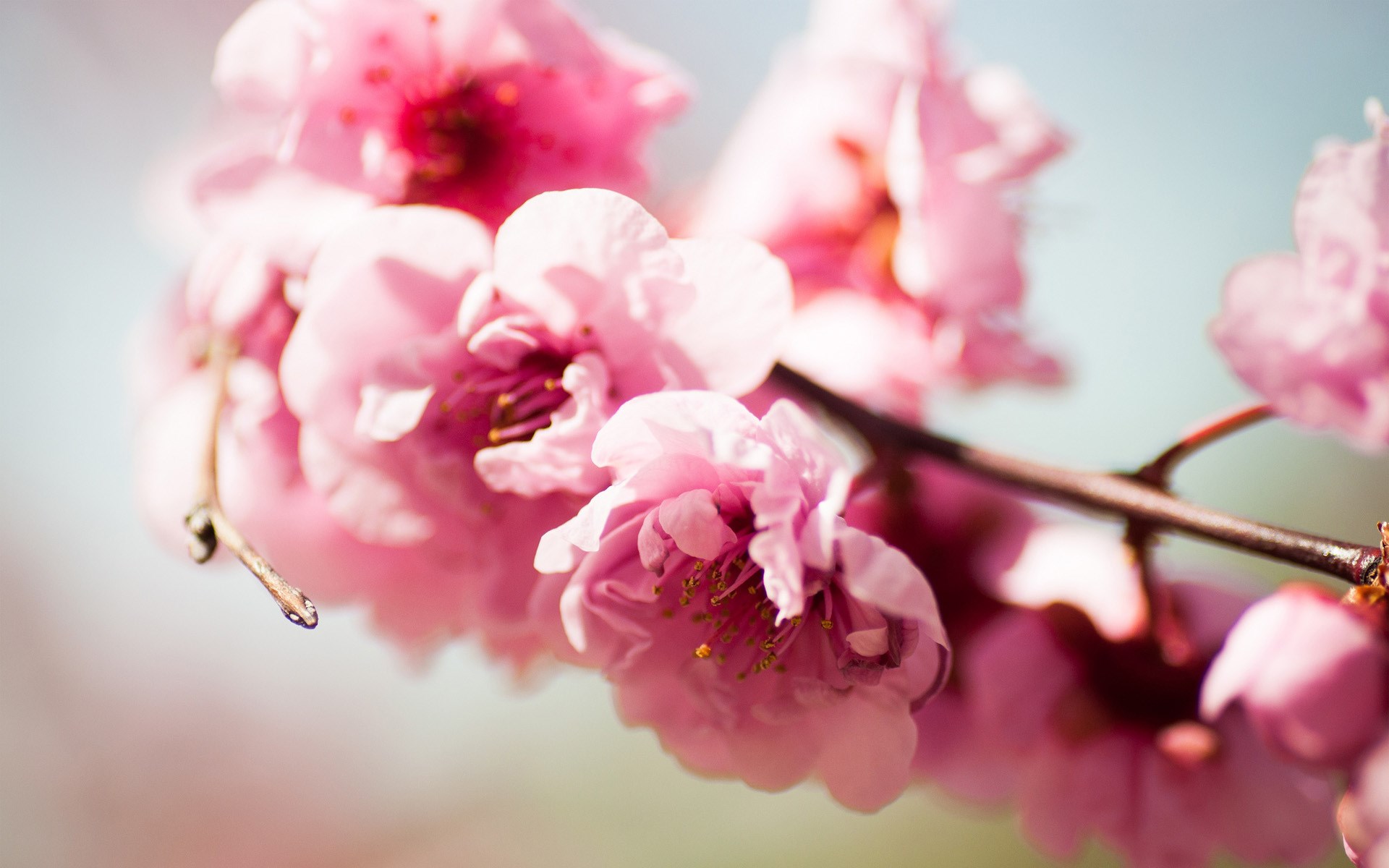 Pink Cherry Blossom Motion - HD Wallpaper 