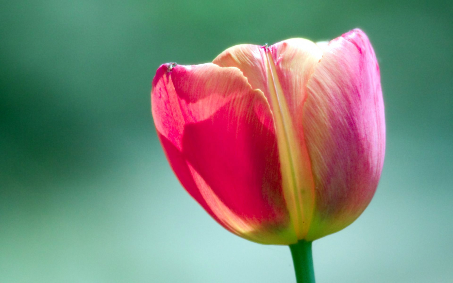 Pink Tulip - HD Wallpaper 