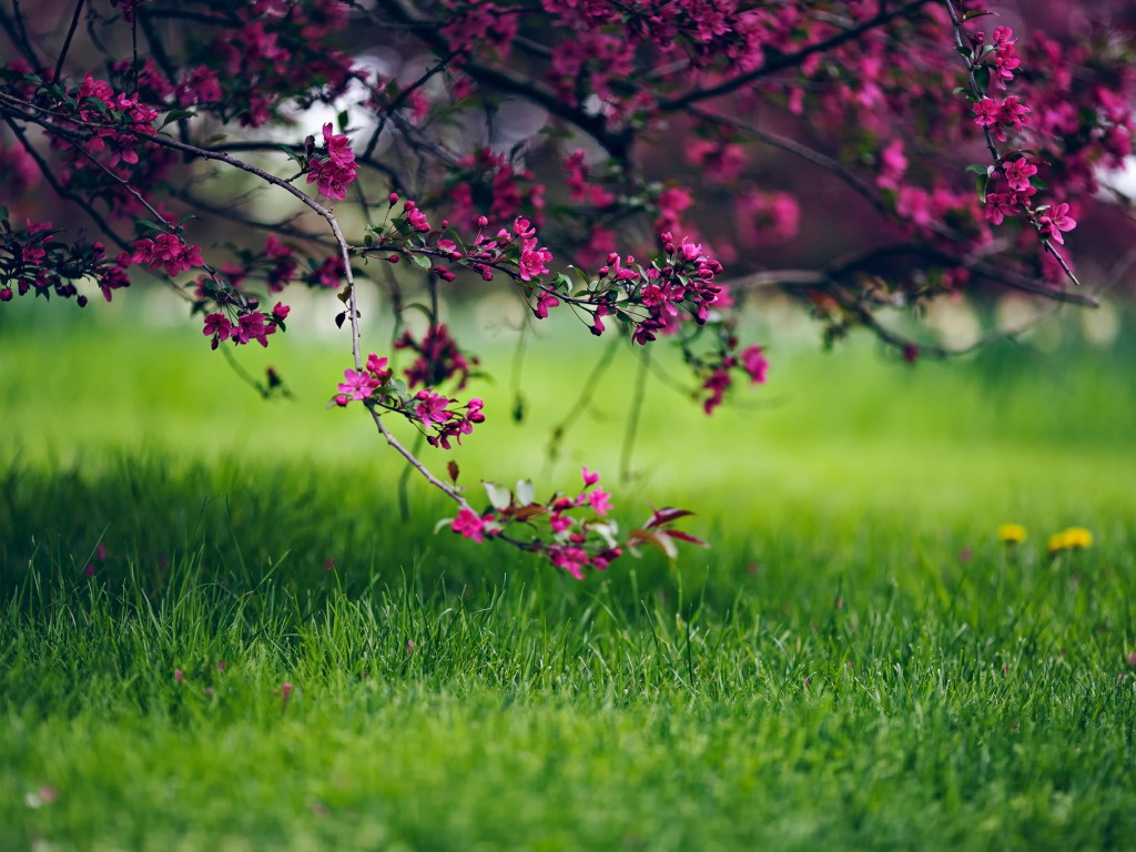 Spring Flowers, - High Resolution Hd Wallpapers For Pc - HD Wallpaper 