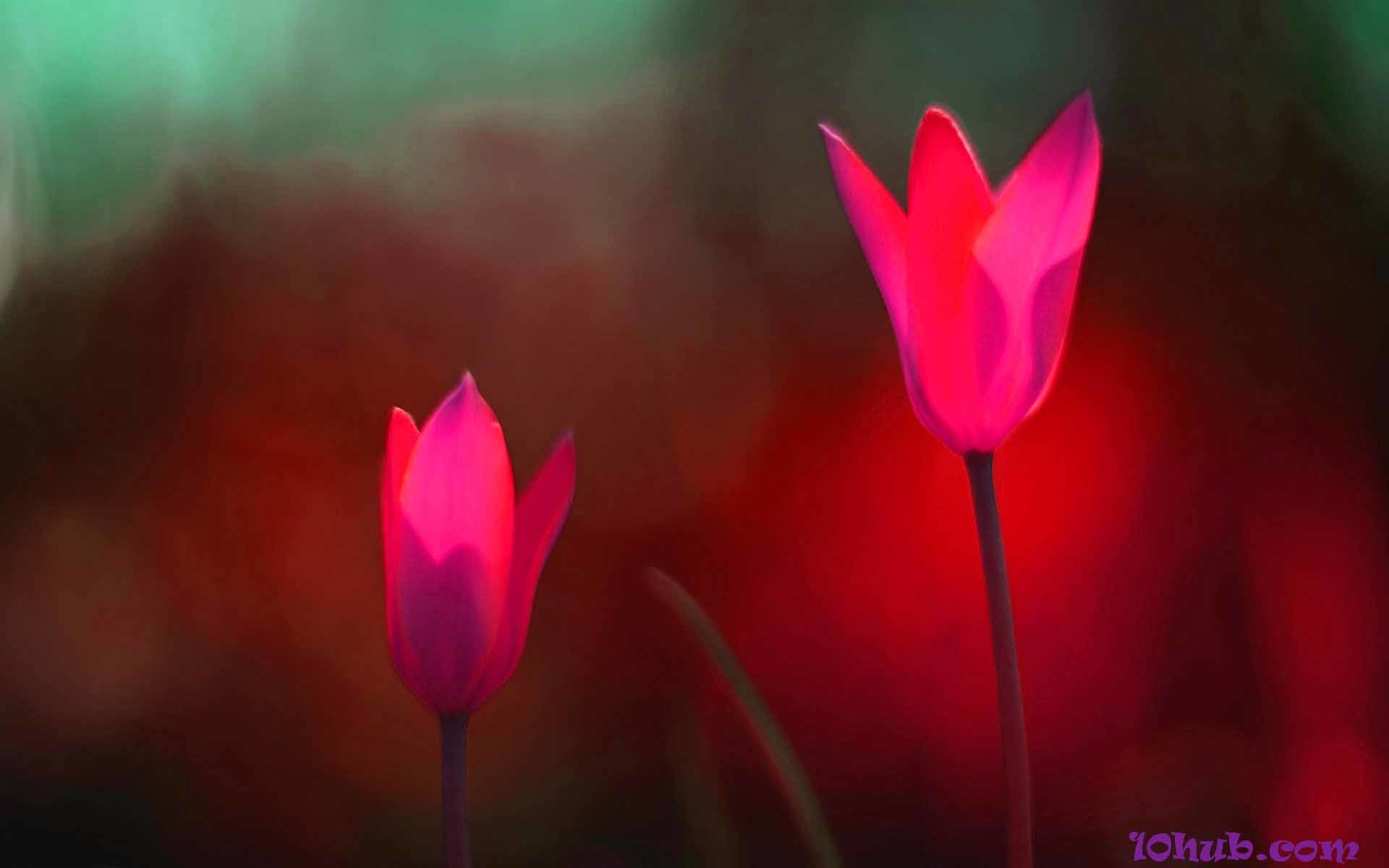 Tulip Wallpapers Is An Hd Wallpaper Posted In Windows - Sprenger's Tulip - HD Wallpaper 