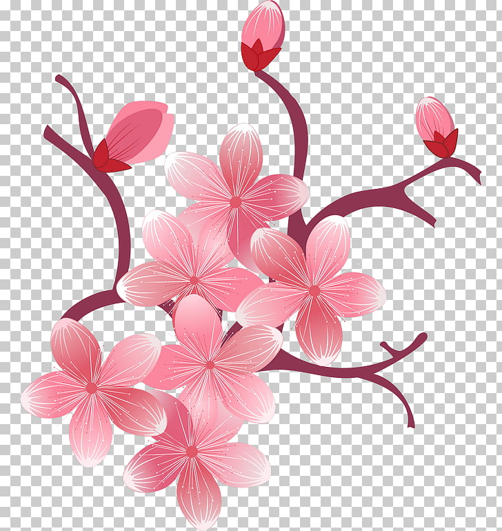 Cherry Blossom Flowers - HD Wallpaper 