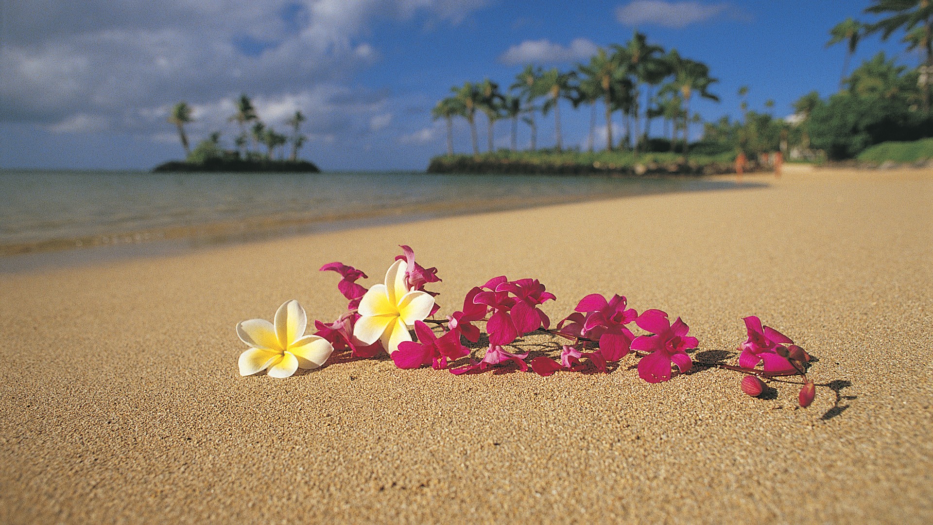 Hawaii Flower Wallpaper Hd - HD Wallpaper 