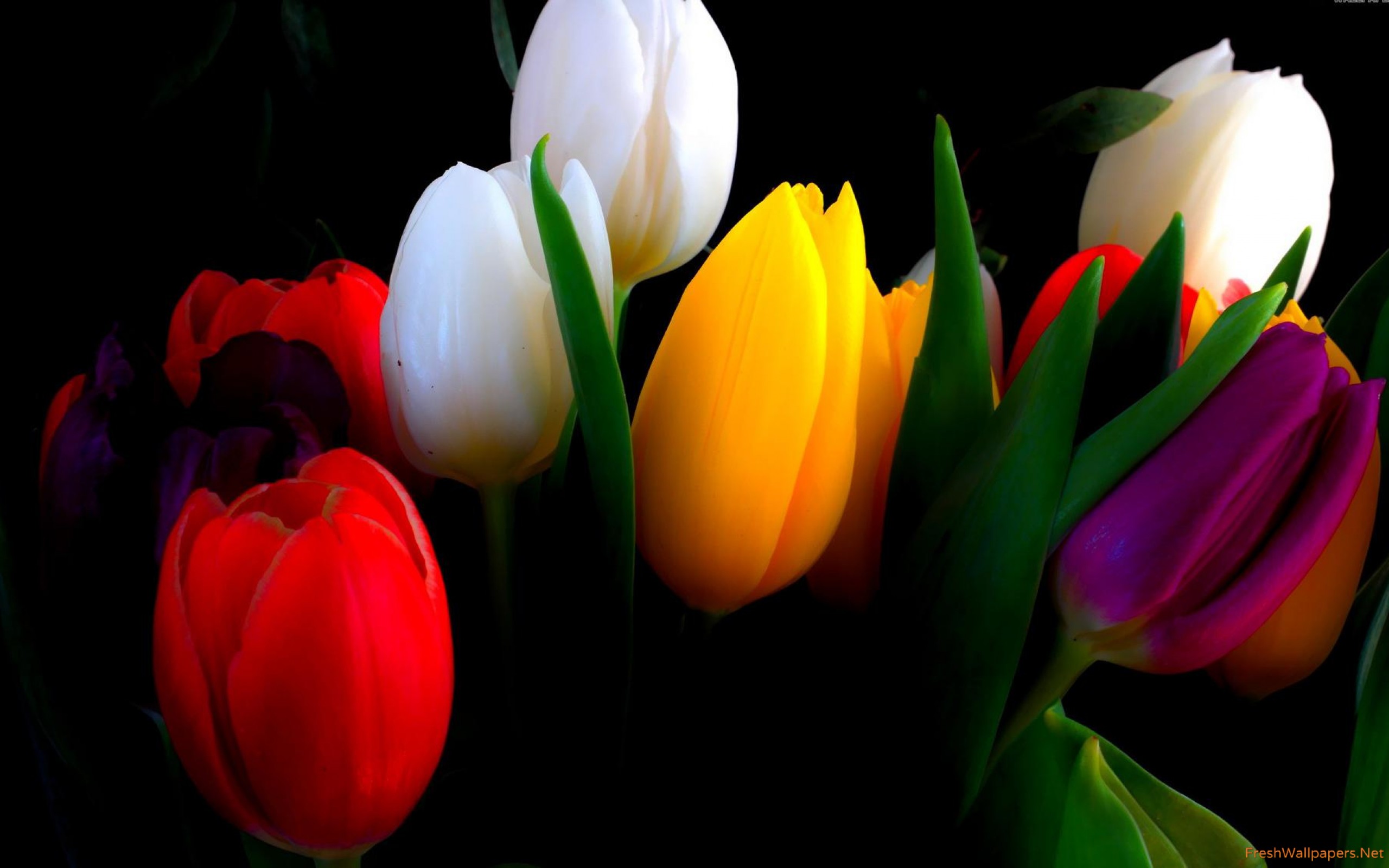 Gud Morning Good Morning - HD Wallpaper 