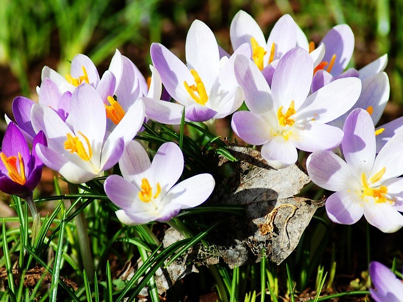 New Spring Flowers Wallpaper - Proljetno Cvijeće - HD Wallpaper 